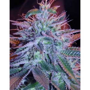 Auto Blueberry