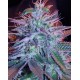 Auto Blueberry