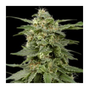 White widow x Critical