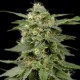 White widow x Critical