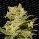 Auto Jack