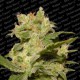 Auto Jack