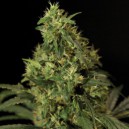 Ak 47 x Northern Light