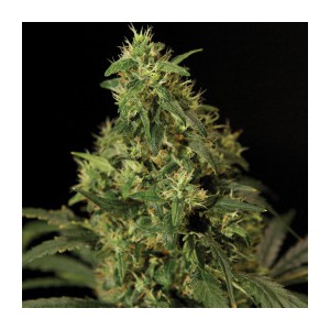 Ak 47 x Northern Light