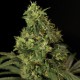 Ak 47 x Northern Light