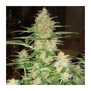 Auto Somango