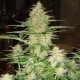 Auto Somango