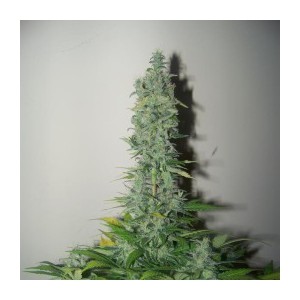 Cheese - feminizovaná