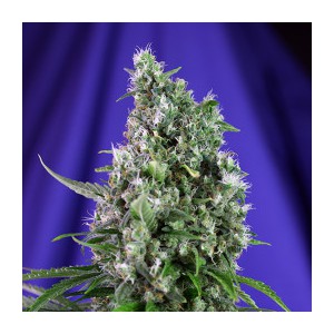 Sweet Dwarf Auto