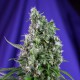 Sweet Dwarf Auto