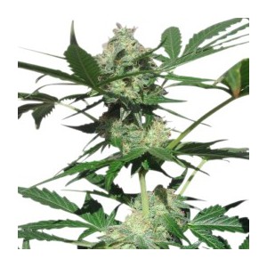 Northern Light Auto