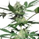 Northern Light Auto