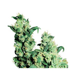Jack Herer - feminizovaná