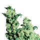 Jack Herer - feminizovaná