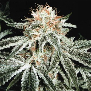 White Widow - auto