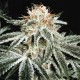 White Widow - auto