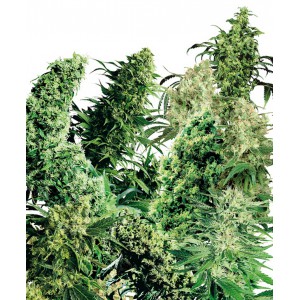Indoor mix