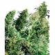 Indoor mix